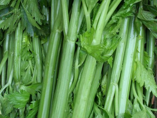 النباتية: عن الجانب الخفي من المجتمعات الشرقية